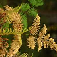 Buy canvas prints of Cotswold ferns by Simon Johnson