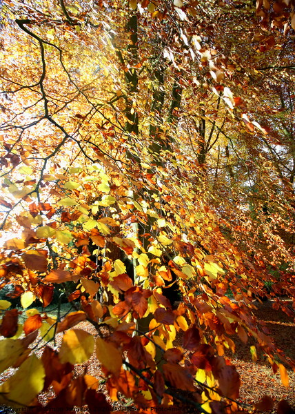 Sunlit autumn leaves Picture Board by Simon Johnson