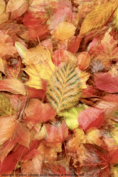 autumn leaf collage Picture Board by Simon Johnson