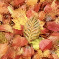 Buy canvas prints of autumn leaf collage by Simon Johnson