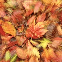 Buy canvas prints of AZutumn leaf collage by Simon Johnson