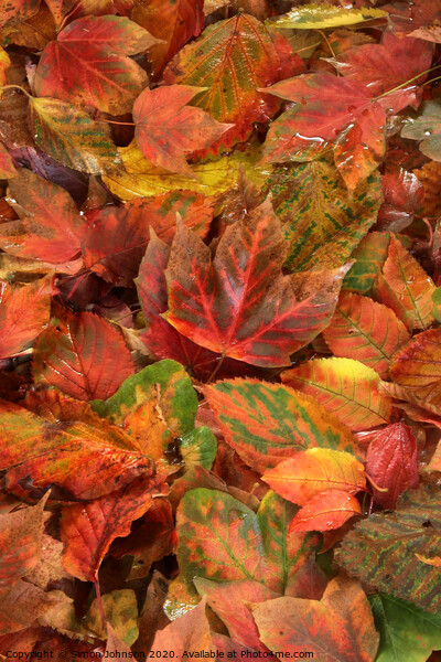Autumn leaves  Picture Board by Simon Johnson
