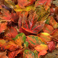 Buy canvas prints of Autumn leaves  by Simon Johnson