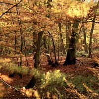 Buy canvas prints of Autumn Weoodland by Simon Johnson