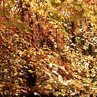 Buy canvas prints of Sunlit Beech leaves by Simon Johnson