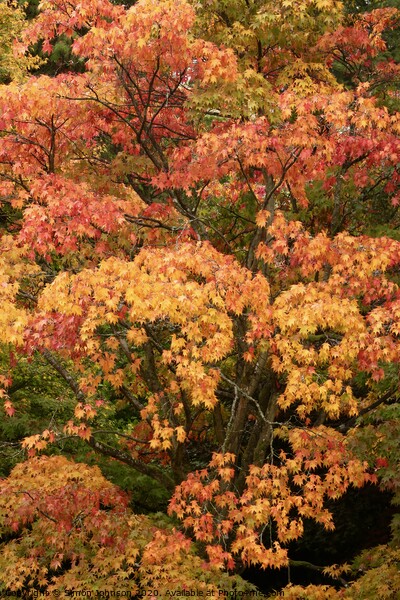 autumn colour  Picture Board by Simon Johnson