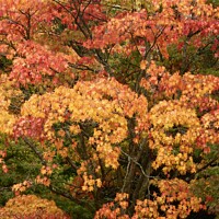 Buy canvas prints of autumn colour  by Simon Johnson