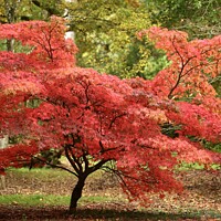 Buy canvas prints of Acer autumn glory by Simon Johnson