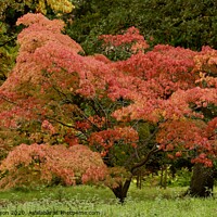Buy canvas prints of Acer glory by Simon Johnson
