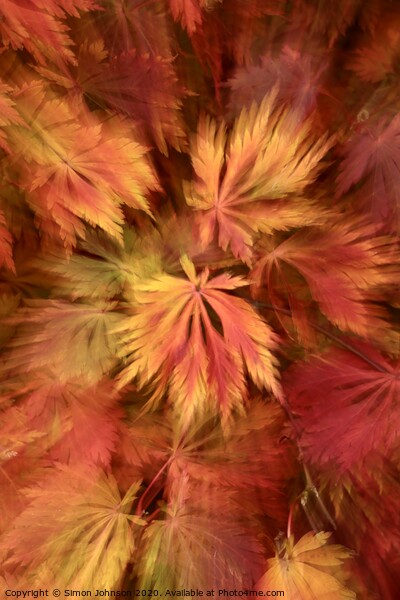 Autumn leaf colour Picture Board by Simon Johnson