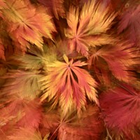 Buy canvas prints of Autumn leaf colour by Simon Johnson