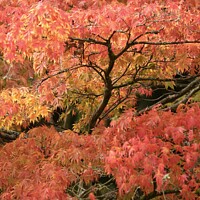 Buy canvas prints of autumn leaves by Simon Johnson