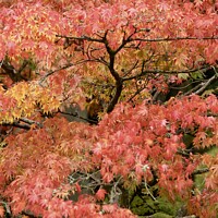Buy canvas prints of Acer autumn leaves by Simon Johnson