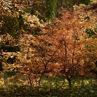 Buy canvas prints of Golden Woodland by Simon Johnson