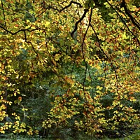 Buy canvas prints of Sunlit Beech leaves, Cotswold Woodland Broadway woods  Gloucestershire by Simon Johnson