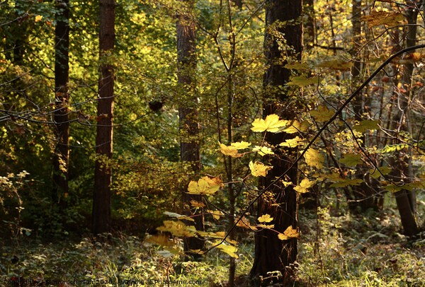 Sunlit autumn Woodland Picture Board by Simon Johnson