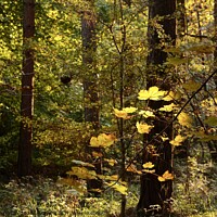 Buy canvas prints of Sunlit autumn Woodland by Simon Johnson