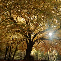 Buy canvas prints of  Under the Spreading Beech Tree by Simon Johnson
