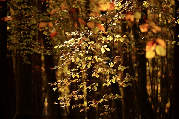 Sunlit autumn Leaves  Picture Board by Simon Johnson