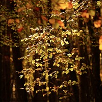 Buy canvas prints of Sunlit autumn Leaves  by Simon Johnson