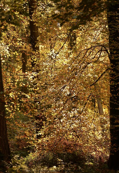  Autumn colour Picture Board by Simon Johnson