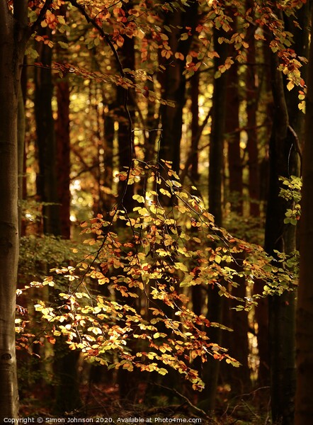 sunlit Beech Leaves Picture Board by Simon Johnson