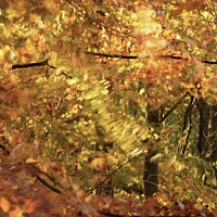 Buy canvas prints of Autumn splendour by Simon Johnson