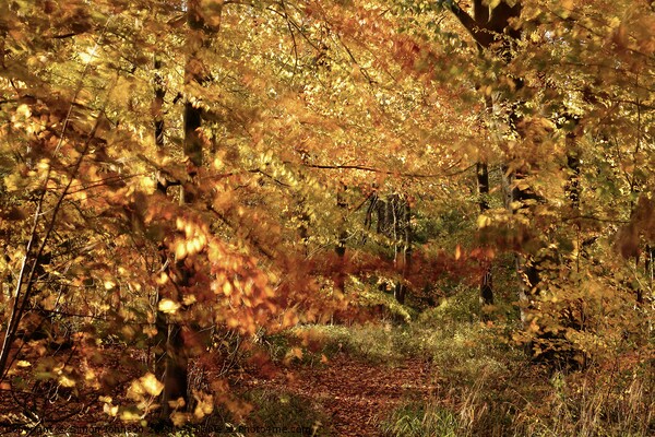 Autumn splendour Picture Board by Simon Johnson