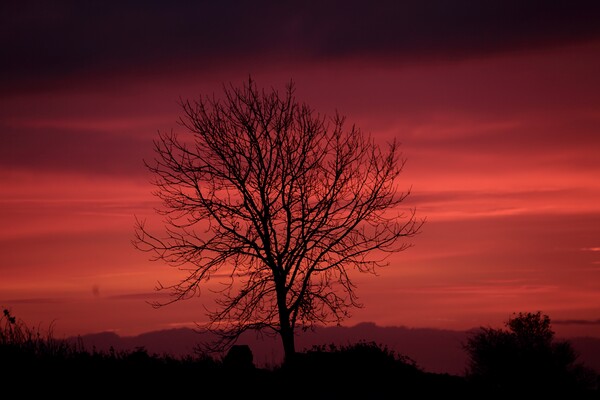 isolated tree sunrise Picture Board by Simon Johnson