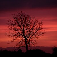 Buy canvas prints of isolated tree sunrise by Simon Johnson