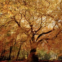 Buy canvas prints of Beech tree glory by Simon Johnson