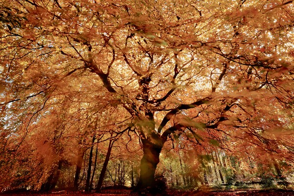 Beech tree in autumn Picture Board by Simon Johnson