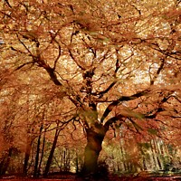 Buy canvas prints of Beech tree in autumn by Simon Johnson