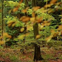 Buy canvas prints of Leaves and trees by Simon Johnson