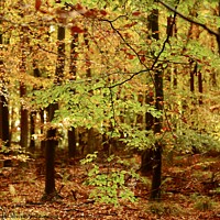Buy canvas prints of Leaves and trees by Simon Johnson