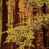Buy canvas prints of Beech Leaves and trees by Simon Johnson