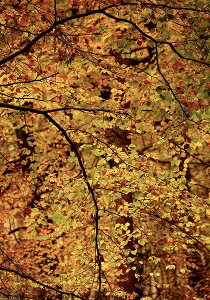 Autumn Beech Leaves Picture Board by Simon Johnson