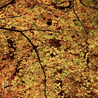 Buy canvas prints of Autumn Beech Leaves by Simon Johnson