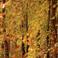 Buy canvas prints of Autumn Woodland by Simon Johnson