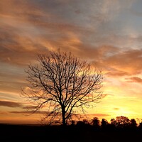 Buy canvas prints of Isolated tree at sunrise by Simon Johnson