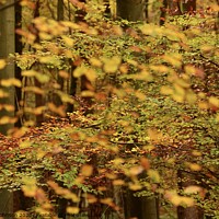 Buy canvas prints of Autumn Leaves  and trees by Simon Johnson