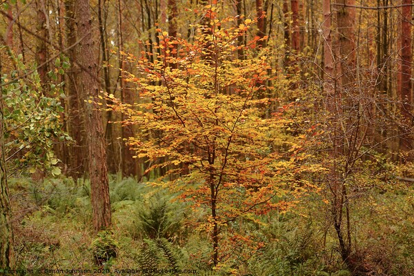 Autumn Beech Tree Picture Board by Simon Johnson