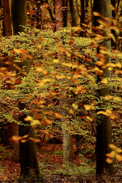 autumn Colour Picture Board by Simon Johnson