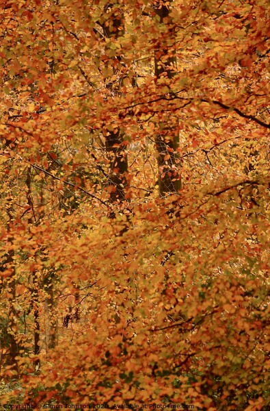 Impressionist Autumn woodland Picture Board by Simon Johnson