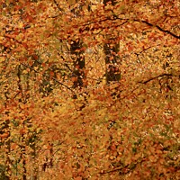 Buy canvas prints of Impressionist Autumn woodland by Simon Johnson