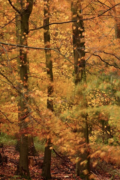 Autumn Beech Woodland Picture Board by Simon Johnson