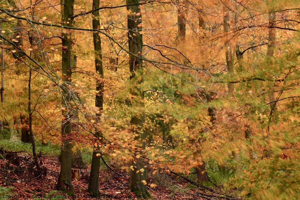 Autumn Woodland Picture Board by Simon Johnson