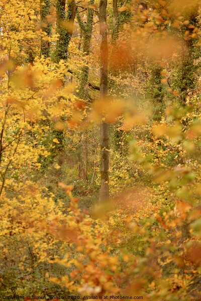 Autumn woodland impressionist image Picture Board by Simon Johnson