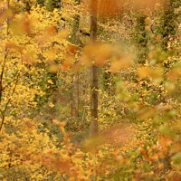 Buy canvas prints of Autumn woodland impressionist image by Simon Johnson