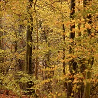 Buy canvas prints of Autumn woodland by Simon Johnson